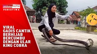 Viral, Gadis Cantik Berhijab Bercumbu Dengan Ular King Cobra