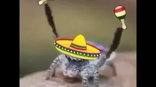 Mexican spider