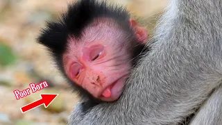 Newly Born Wildlife Macaque, Hellie Baby Just Birth Very Small Child Weak and Need Milk To Drink