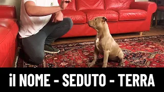 LEZIONE 1:  ADDESTRAMENTO di un Cucciolo di PITBULL ! Il NOME , il comando SEDUTO ed il TERRA