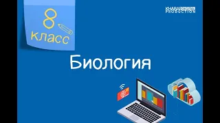 Биология. 8 класс. Строение пищеварительного тракта человека. Пищеварительные железы /16.10.2020/