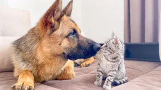 German Shepherd playing with a new baby Kitten for the First Time