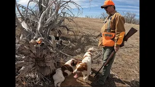 Insane Pheasant Hunt (using a 28 Gauge) in Colorado