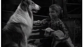 Lassie - Episode #214 - "The Killer" - Season 6 Ep. 32 - 04/17/1960