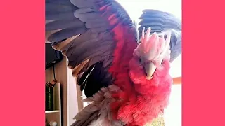 Velký růžový papoušek si užívá pod sprchou ❤