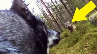 Guy Who Put A GoPro On His Dog Is Chilled To The Bone When He Looks At The Footage