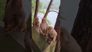 mother monkey protecting baby | mother monkey doesn't allow anyone to touch her baby