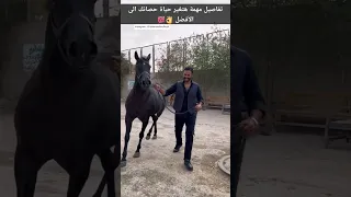 تفاصيل مهمة هتغير حياة حصانك الى الأفضل 👌💯 #٦٠شو_مع_الدكتور_حاتم_ستين