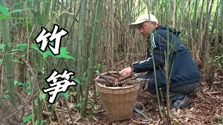 又到了吃竹笋的季节，上山搬一些回来做泡椒竹笋，好吃又下饭