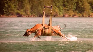 A Cow is Used as Bait For a Gigantic Monster That Dwells in The Lake