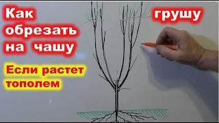 Как ИСПРАВИТЬ ГРУШУ с УЗКОЙ КРОНОЙ. переформировка в чашу.