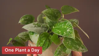 Scindapsus pictus 'Silvery Anne' (Silver Pothos) Houseplant Care — 14 of 365