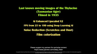 AI Enhanced & Restored Last Footage of Tasmanian Tiger (Thylacine) 1935