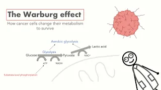 The Warburg Effect - How cancer cells use aerobic glycolysis to survive