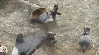 Catfish Eating Pigeons