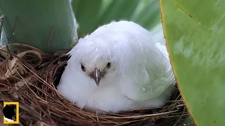 BEAUTIFUL BIRD PROTECTS CHILDREN FROM RAINSTORMS |  ALBINO BIRD