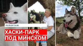 Уникальный питомник сибирских хаски под Минском | Сможете ли вы управиться с хаски?