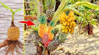 Banana with pineapple : grafting pineapple tree with watermelon to has a lot of fruit