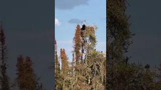 Black bear climbs tree and grabs baby eagle.