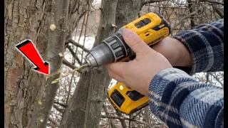 Grafting a Tree with Drill (Step by Step)