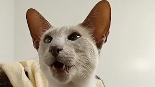 Cat meows compilation #45