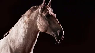 EL Condor Pasa by Leo Rojas - Beautiful HORSE