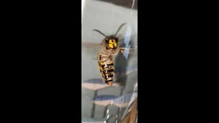 Very Angry Queen Wasp #terror #wasp #wildlife #warning