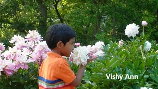 Ann Arbor Peonies garden in full bloom - Arboretum