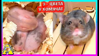 У нас Трехцветные Хомячата / Что c Носом Нафани / Alisa Easy Pets