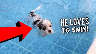 My Dog Can Swim | Vlog #1106