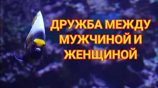 Дружба мужчины и женщины