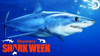 Tracy Morgan's Unexpected Love for Sharks Revealed | Shark Week | Discovery