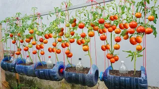 I wish I had known about this method of growing tomatoes sooner. The fruit is large and very sweet