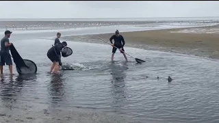 Shark Rescue in Walvis Bay Lagoon