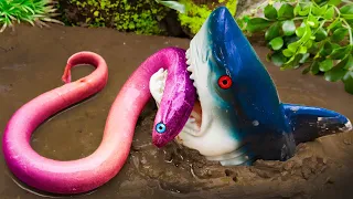 Blue Shark Hunting Koi Fish, Eels, Snakes - Mud Battle Experiment Colorful Stop Motion ASMR CoCo