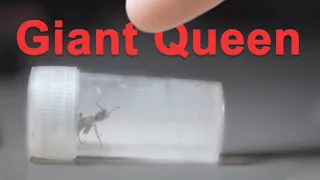Giant Jumping Bull Ant Queen Set Up | Myrmecia nigrocincta by Eli Baber