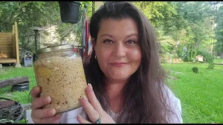 Making Amish super tonic aka fire cider for colds, flu and other ailments.