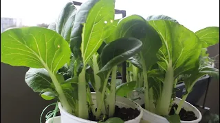 Small Space Vegetable gardening/Balcony Container gardening 01