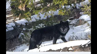 Two Magnificent Yellowstone Wolf Packs: The 8 Miles Pack, and the Junction Pack!