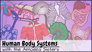 Human Body Systems Functions Overview: The 11 Champions (Older Video 2016)