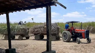 engenho e fábrica de rapadura a melhor da Serra da Ibiapaba, do Sr. Djaci em São Benedito Ceará.