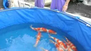 Momotaro Koi Farm - Mako Kohaku Nisai Harvest 2010 (2).avi