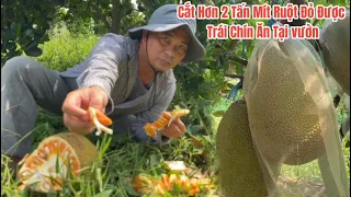 Cắt Mít Ruột Đỏ Trái Thấy Ham thu hoạch hơn 2 tấn