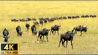 Namibia 4K (4K ULTRA HD) - Scenic Relaxation Film With African Music,Peaceful Piano Music