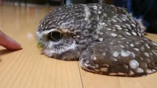 やる気ないフクロウ