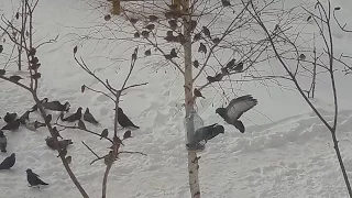 How To Feed Birds In Winter - Як годувати пташок взимку