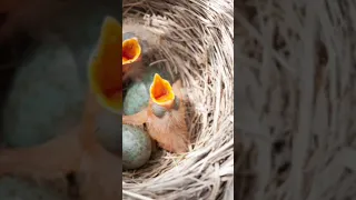 ज्वालामुखी के पास रहने वाला यह पक्षी खुन पीता है  #trending #viral #top #short #birds #instagram