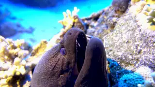 Diving in Sharm el Sheikh / Ras Muhammad