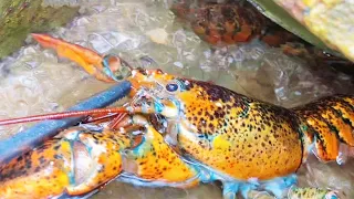 lobster  & 6kg grouper, big lobster and octopus are on sale!