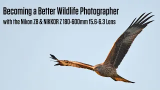 Becoming a Better Bird / Wildlife Photographer with the Nikon Z8 & 180 600mm Lens
